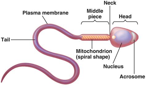 does one testicle produce male sperm|how many sperm cells are produced.